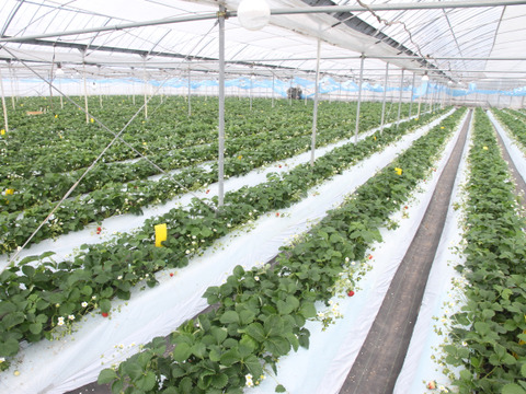 ひんやりスイーツ！冷凍いちご1000ｇ×2袋