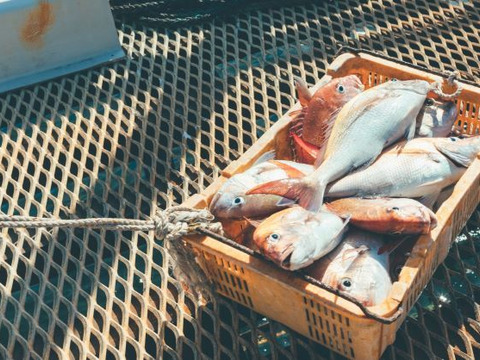 【🧍単品】真鯛フライ（昆布じめ）20枚入。漁師直伝！昆布じめ鯛を揚げ物にしちゃった。✨