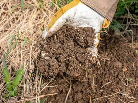 【自然栽培】日向夏/甘夏みかんの2種詰合せ 5㎏箱詰-農薬不使用/無肥料/無除草剤-