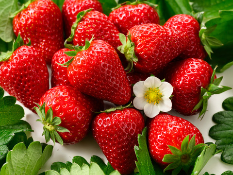 ”完熟いちご 古都華” 8～15粒（270～320ｇ）×2パック　贈答用ギフトケース入り