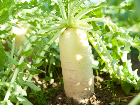 【日テレ出演で話題】隠れた銘品『讃美のヴェール大根』400年土壌で磨かれ続けた一度で二度美味しいブランド大根💡寛永鶴見ブランド大容量パッケージ約３キロ