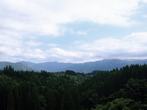 肉厚でジューシー！山の恵みがつくるアイコミニトマト (1kg)