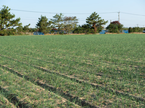 鹿児島県産！砂丘らっきょう！（漬込み用）５㎏