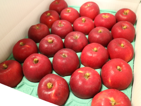 【予約販売】クッキングアップル！紅玉 約5kg(18～23個)