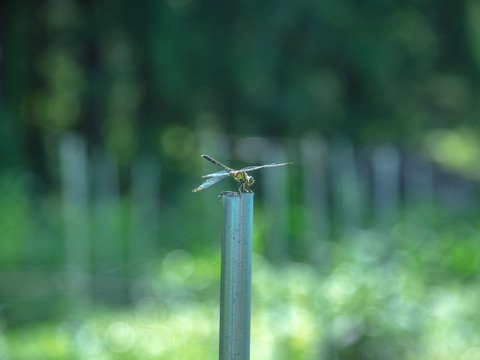 【お得なまとめ買い！！】ほぼ自然栽培！！夏が美味しい定番のズッキーニ！！
