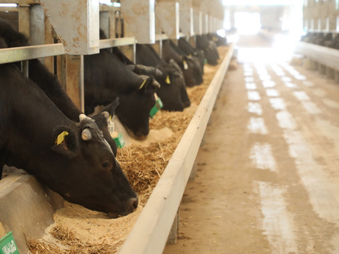 【冬ギフト】黒毛和牛 大とろホルモン500g もつ鍋に最高！和牛オリンピック日本一の農場からお届け （マルチョウ/ 小腸のみ）