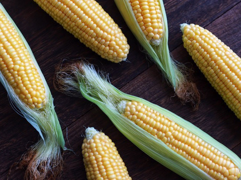 【甘いとうもろこしの王道】🌽プレミアム味来＜食べチョクプロデュース商品＞