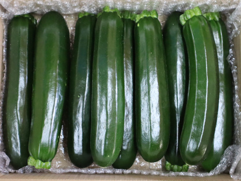 規格外ズッキーニ　1.7㎏