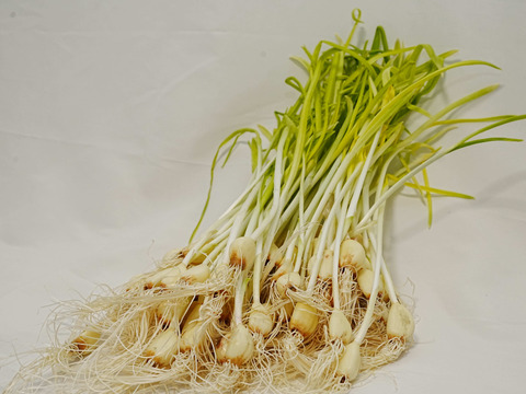 【農薬・肥料不使用】アクアポニックス発芽黄ニンニク10本セット