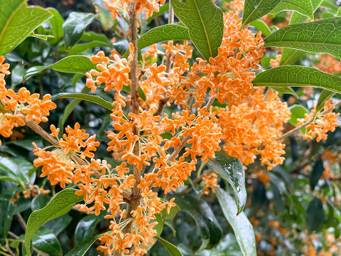 期間限定】採取当日出荷 キンモクセイ 金木犀 花びら 約30g ネコポス