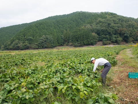 丹波産　自然栽培黒枝豆（1kg）500g×2袋