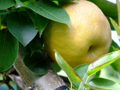 【豊里】5kg  大分県オリジナル品種＊品格ある爽やかさ＊おしゃれなマダムの風味＊希少品種＊高級大玉品種＊庄内甘熟梨＊女性に人気　7~12玉【ご贈答】【ギフト】11月上旬頃〜発送