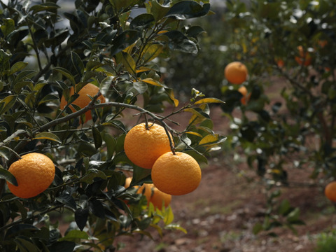 希少　サマーキング　訳あり4Ｋ　熊本産　美味しい！！　特別栽培
