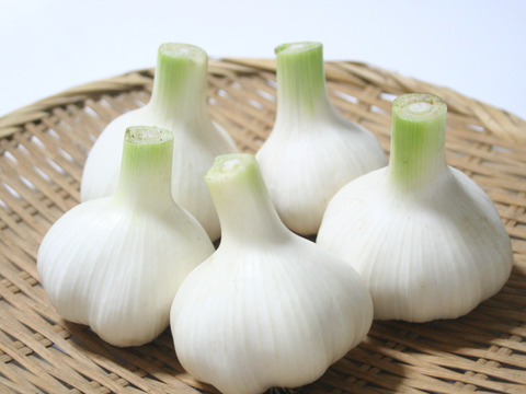 【農薬・化学肥料不使用】採れたて新鮮！生ニンニク1㎏