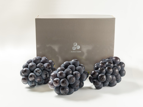 【贈答用】 岡山県産ニューピオーネ 3房　予約販売！8月下旬より順次発送致します。