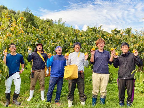 自然な甘さがギュッ！西条柿の干し柿（6玉入・ご家庭用中玉サイズ）
