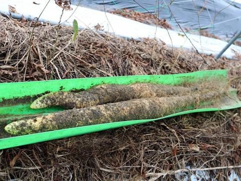 球磨川流域でたくましく育った自然薯2.3kg(1本物2〜4本)