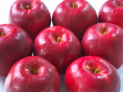 30箱販売　紅玉　5㎏13～24玉【ASIAGAP認証農場：津軽農園】　青森りんご　農家直送