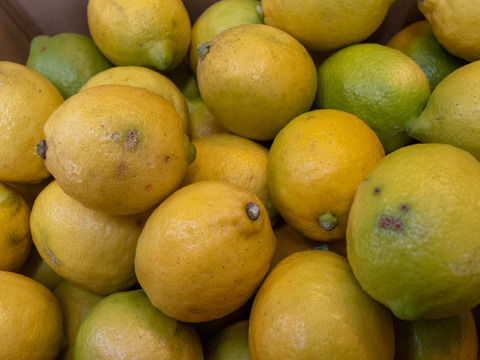 【食べて実感！まろやかな酸味】農薬最小限の鴨川レモン B品5kg