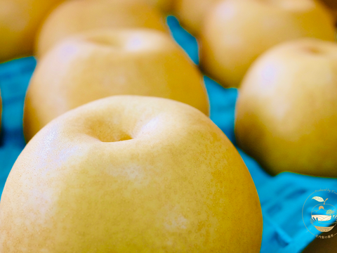 ✴︎限定✴︎【新高】5kg 特大５玉入【贈答用】　しっかり甘い＊食べ応えも大満足＊男性に人気！！庄内甘熟梨 　即日発送