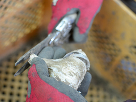 化学合成農薬、化学合成肥料不使用　平戸ニンニク　1kg