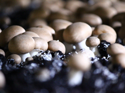 料理王国100選2024"優秀賞"に選出★【八幡平マッシュルーム ブラウン】 3パック