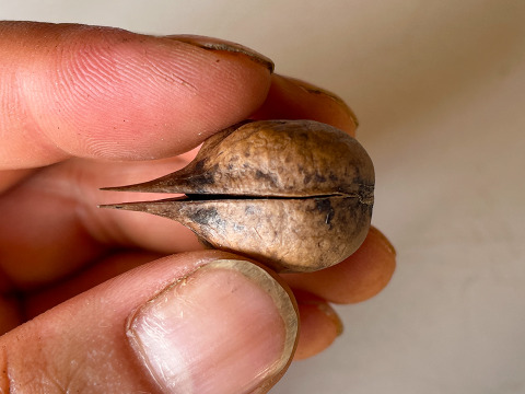 【数量限定】国産くるみ 山グルミ オニグルミ 栽培期間中農薬不使用 150g