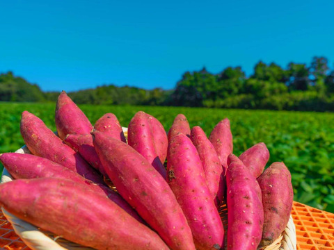 2ヶ月熟成べにはるか　使いやすい2s~Mサイズ（60ｇ～330ｇ）までのサイズ（ご家庭用・２キロ）