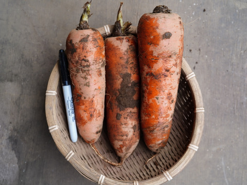 アロマレッド人参 10kg土付き【千葉県サンバファーム直送】
