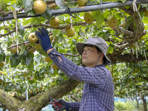 あきづき梨(家庭用）　約5kg(12〜16玉)