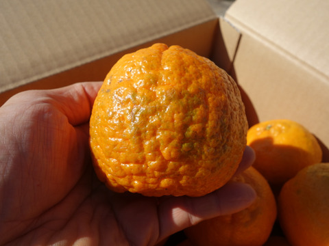 【甘いけど傷もの。訳あって家庭用】びわ屋のポンカン（千々ポンカン）5㎏でお届け