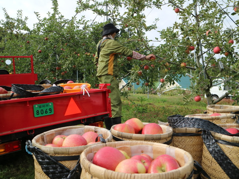 【予約販売】やさしい甘さ シナノスイート 約5kg(14～20個)