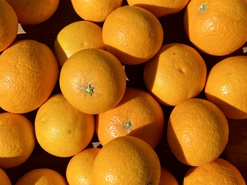 【訳あり】清見 3kg【樹上完熟】