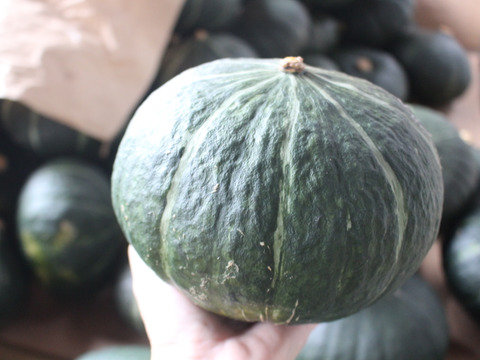 かぼちゃ『ダークホース』２玉約３㎏　ホクホク甘くて美味しい