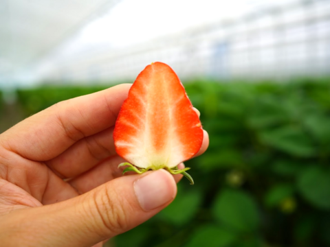 【お中元】≪人気抜群の長野県オリジナル品≫
夏でも甘酸っぱくジューシー！名匠の育てた夏イチゴ サマーリリカル 250g×2p