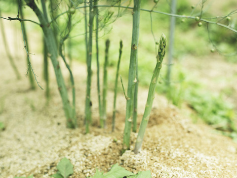化学農薬 肥料 除草剤は不使用 長野県の夏のアスパラ 1kg サイズ混合 長野県産 食べチョク 農家 漁師の産直ネット通販 旬の食材を生産者直送 化学農薬 肥料 除草剤は不使用 長野県の夏のアスパラ 1kg サイズ混合 長野県産 食べチョク 農家 漁師の産直ネット通販 旬の食材を生産者直送