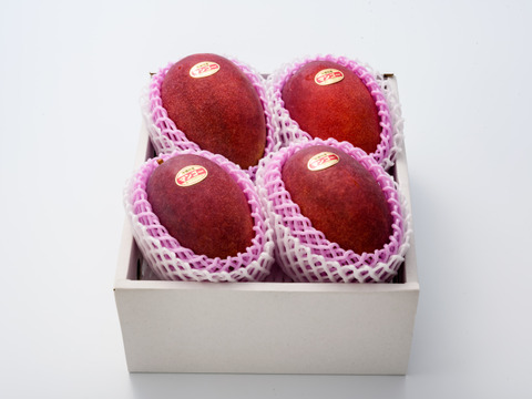 【夏ギフト】【順次発送中】限定 サンライズファームのアップルマンゴー 【大玉4玉2.4kg以上】【秀品】