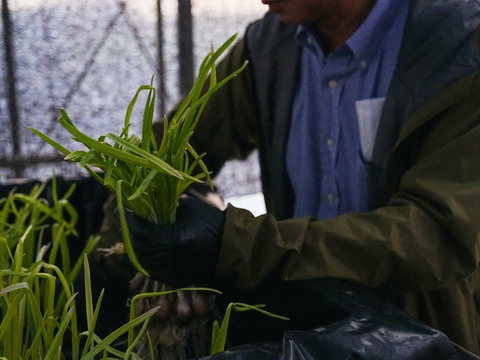 【農薬・肥料不使用】アクアポニックス発芽黄ニンニク10本セット