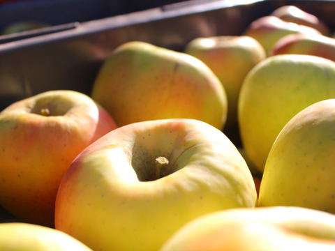 【期間限定ギフト】贅沢４品種ミックス🍎上品7個入りギフトボックス〜化学合成農薬を約40％削減して栽培しました〜安曇野産りんご🍎