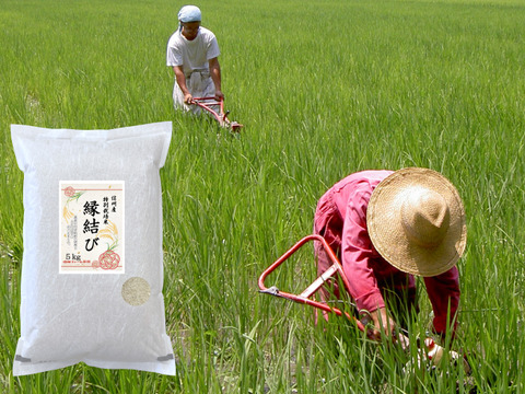 令和5年産【 白米15kg】 信州産 特別栽培米『縁結び』大粒の品種です！《受注精米》（5kg ×3袋）