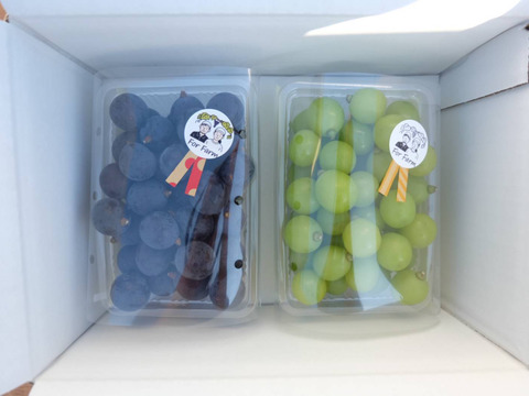 【食べる喜び・贈る喜び】★数量限定・ご家庭用★粒々食べ比べセット（シャインマスカットと巨峰）　1kg