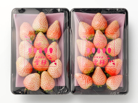 上品な甘さ！長野県産『雪桜』280g×２p