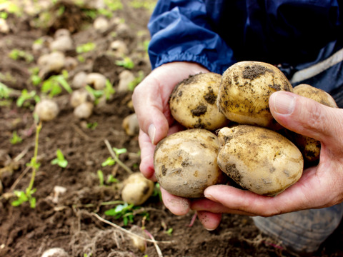 【有機JAS認証】北海道産の元気な土で育ったじゃがいも（10kg）Sサイズ