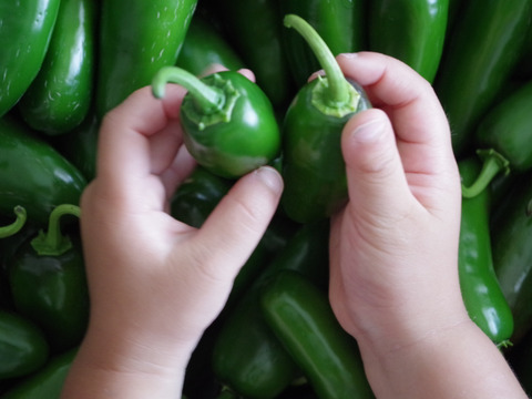 淡路島産！ハラペーニョ唐辛子500g【農薬化学肥料不使用】