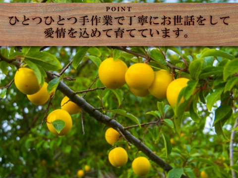 【すぐ発送！💛山梨黄金桃】約２キロ！特大〜大サイズ５～7個！一度食べたら忘れられない  山梨の黄金桃をお届け！