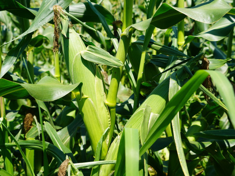 【朝採り即出荷】八ヶ岳産グラビス とうもろこし 約4kg（11本前後）｜バイカラー／生でも食べられるスイートコーン