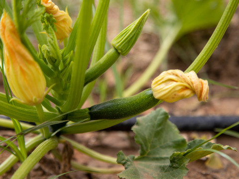 旬の野菜を堪能できる。朝採れ自然栽培野菜セット　５～７種類　約１～２kg