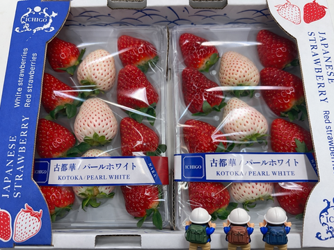 奈良発☆赤イチゴと白イチゴ(パールホワイト・ゆきぼたん)の華やか2色ミックス