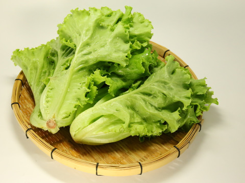 阿蘇の天然水で育ったレタスセット（約1.3kg＝約６株分）おまけ野菜付き