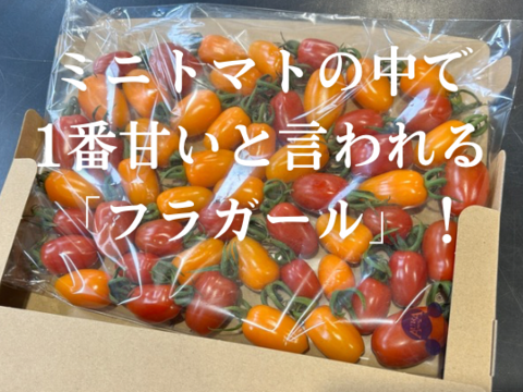 『1年保証』 高糖度フラガールミニトマト「プレミアムおのんとまと」2kg 野菜